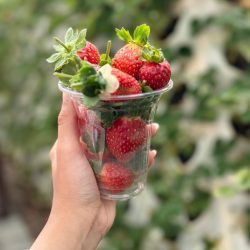 ضمن مبادرة “تخضير المستقبل” .. زراعة 300 شتلة في مقر النادي ضمن مبادرة “تخضير المستقبل” .. زراعة 300 شتلة في مقر النادي